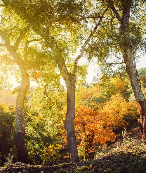 Welcome to the Finca Buenvino, hotel with culinary school, nestled in the Sierra de Aracena National Park near Seville – photos by Jonathan STOKES c/o SONJA HEINTSCHEL