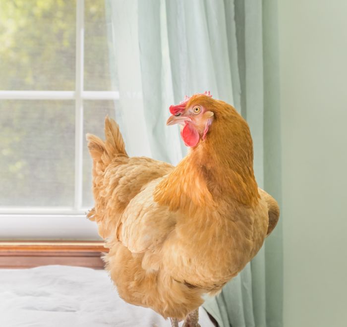 GoSee loves : Janet Holmes – Nest Rescued Chickens at Home – appearing at KEHRER PUBLISHING