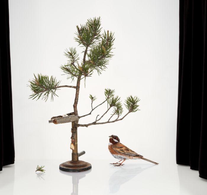 GOSEE ART : Fotografin Sanna Kannisto zeigt ihre Ausstellung 'Sense of Wonder' bis 13ten September im Finnish Museum of Photography und das Buch 'Observing Eye' ab sofort bei hatjecantz.de