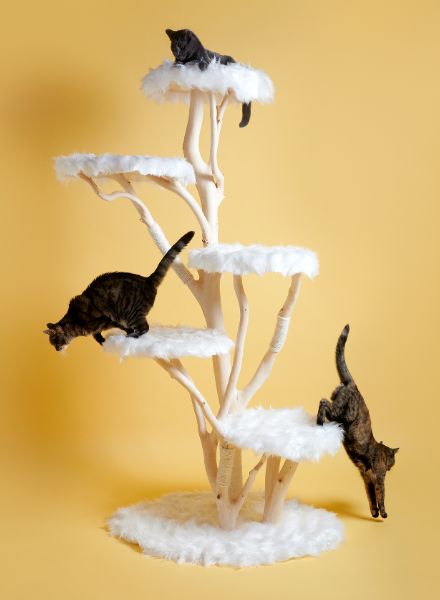 ‘For Cats Only’ – daily observations on a cat tree in aesthetic studio shots by PASCALE WEBER now in an illustrated book at Hatje Cantz and a preview on GoSee
