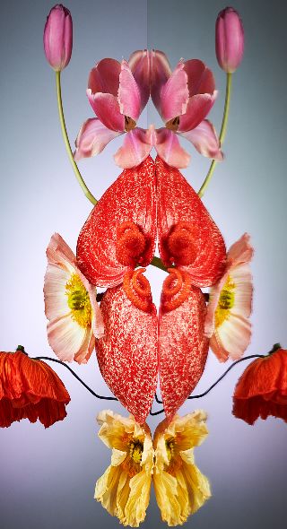 ‘Florescence’ – fine art project by set designer Linnea APELQVIST and still life photographer Christoffer DALKARLS c/o AGENT MOLLY & CO on GoSee NEWS