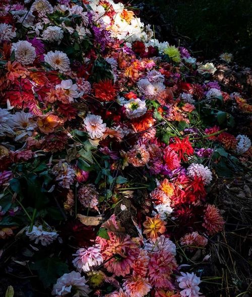 BILDHALLE ZURICH kicks off the season with CIG HARVEY ‘Eat Flowers’ and a reading by the photographer from her successful book ‘Blue Violet’ (Phaidon)