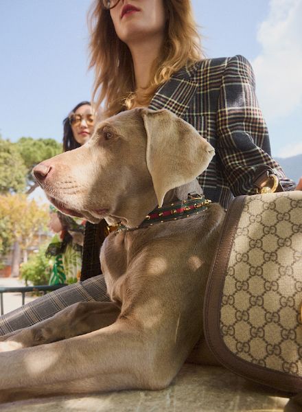 The new GUCCI PET COLLECTION photographed by Jana GERBERDING c/o BIRD PRODUCTION for MYTHERESA at Lake Como