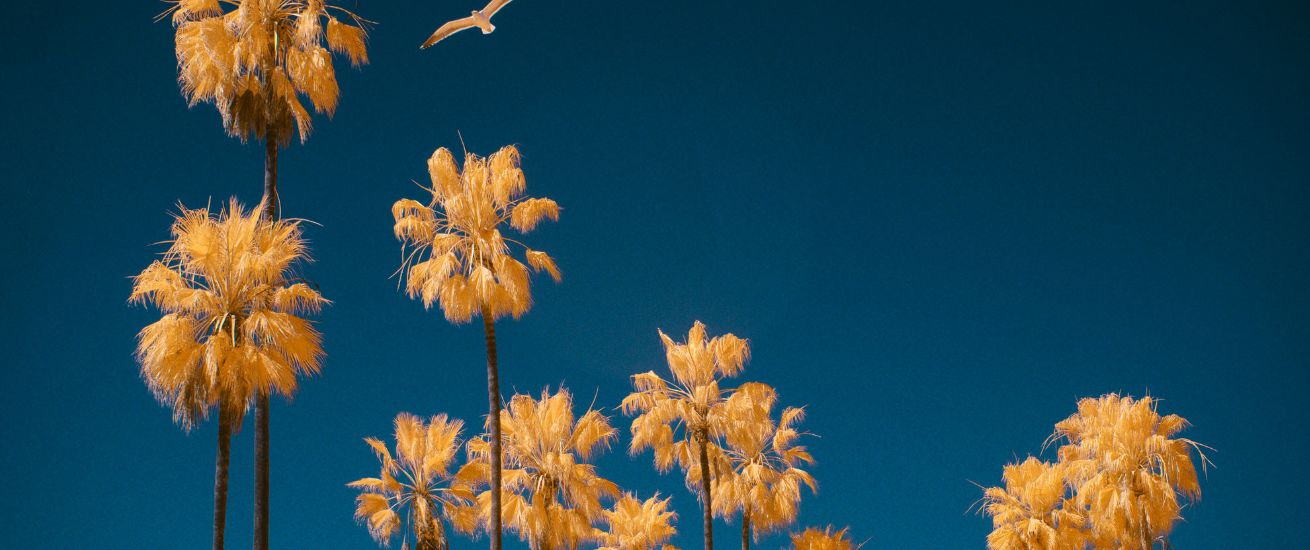 'CALIFORN-IR - A dystopian road trip through California' photographed in 550 nm infrared - das Personal Project von Simon PUSCHMANN c/o UPFRONT für Euch auf GoSee.News
