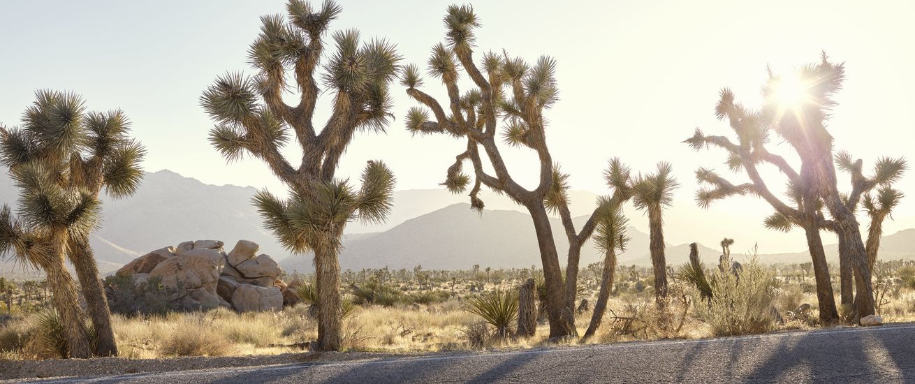 JOSHUA TREE - stock photo agency MAGROUND presents a new photo production, shot at the famous Californian national park Joshua Tree