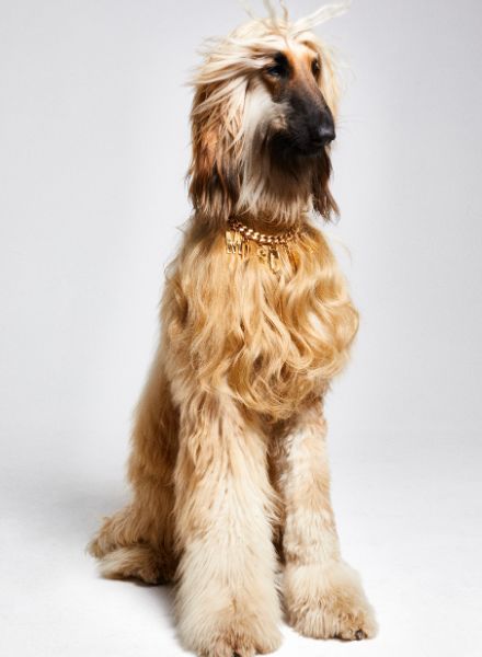 Dirk BADER c/o AVENGER PHOTOGRAPHERS with a howling editorial in ELLE Bulgaria