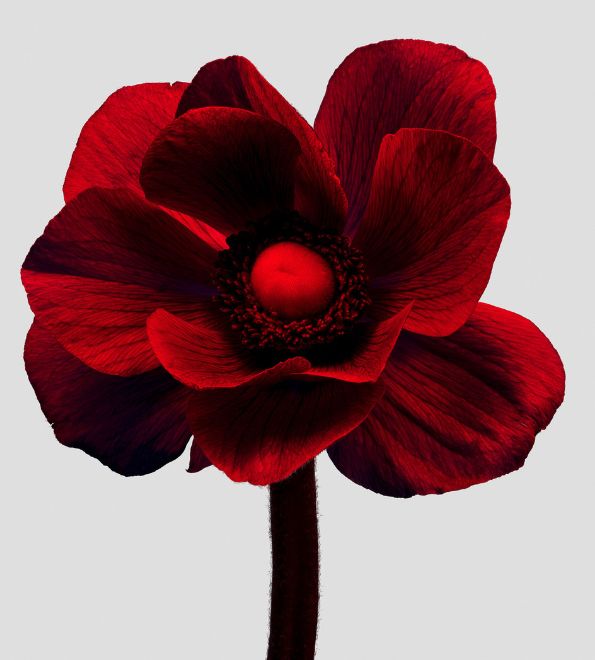 Rouge Anemone - a personal project by Sam HOFMAN c/o MAKING PICTURES