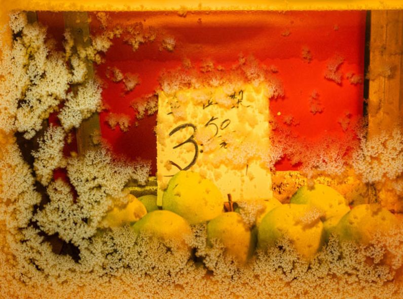 Maximilian Prüfer 'Fruits of Labour' - ein Projekt über das Insektensterben und die Bedrohung für die biologische Vielfalt - als Bildband im Kerber Verlag und als Ausstellung im Weltmuseum Wien