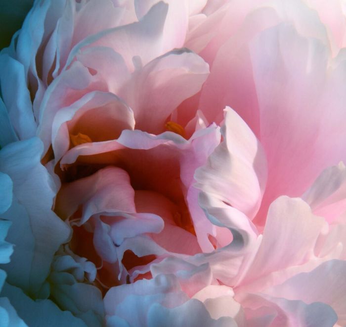 'FLOWERS' - Personal Work von Sam HOFMAN c/o MAKING PICTURES
