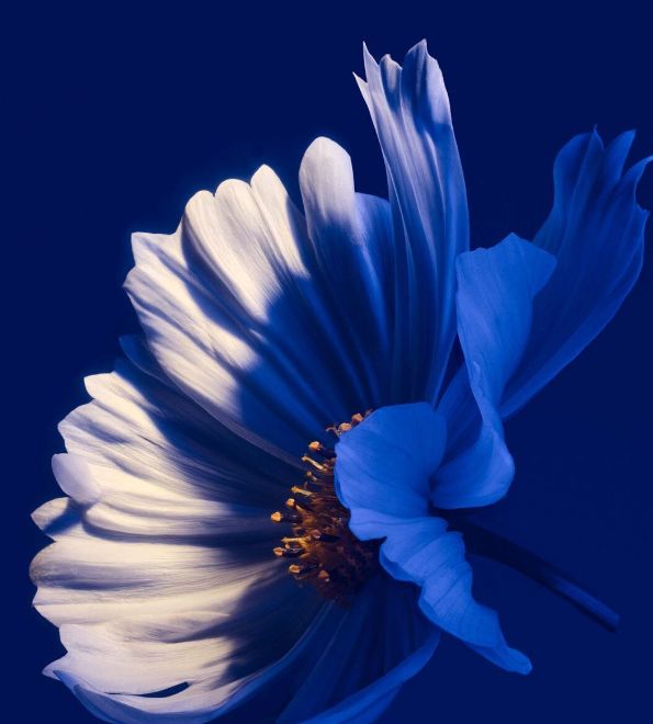 'FLOWERS' - Personal Work von Sam HOFMAN c/o MAKING PICTURES