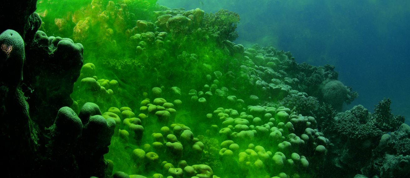 The book ‘WATER COLUMN’ by artist duo Taiyo Onorato & Nico Krebs whisks you away to the world beneath the water surface, appearing at Edition Patrick Frey, 2023