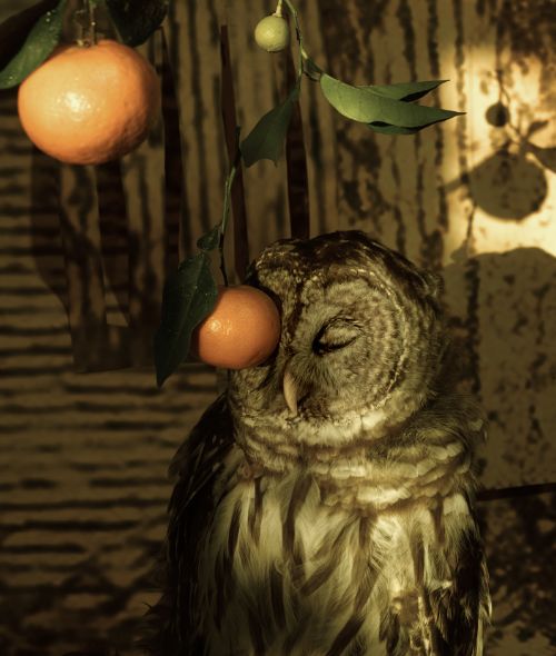 GOSEE ART says congrats : the 2024 C/O Berlin Talent Award goes to artist Silvia Rosi