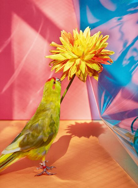 Kristin Schnell ‘Of Cages and Feathers’ - an ode to freedom and the natural world in a captivating symbiosis of color, form and bird