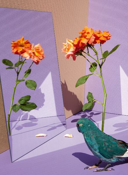 Kristin Schnell ‘Of Cages and Feathers’ - an ode to freedom and the natural world in a captivating symbiosis of color, form and bird