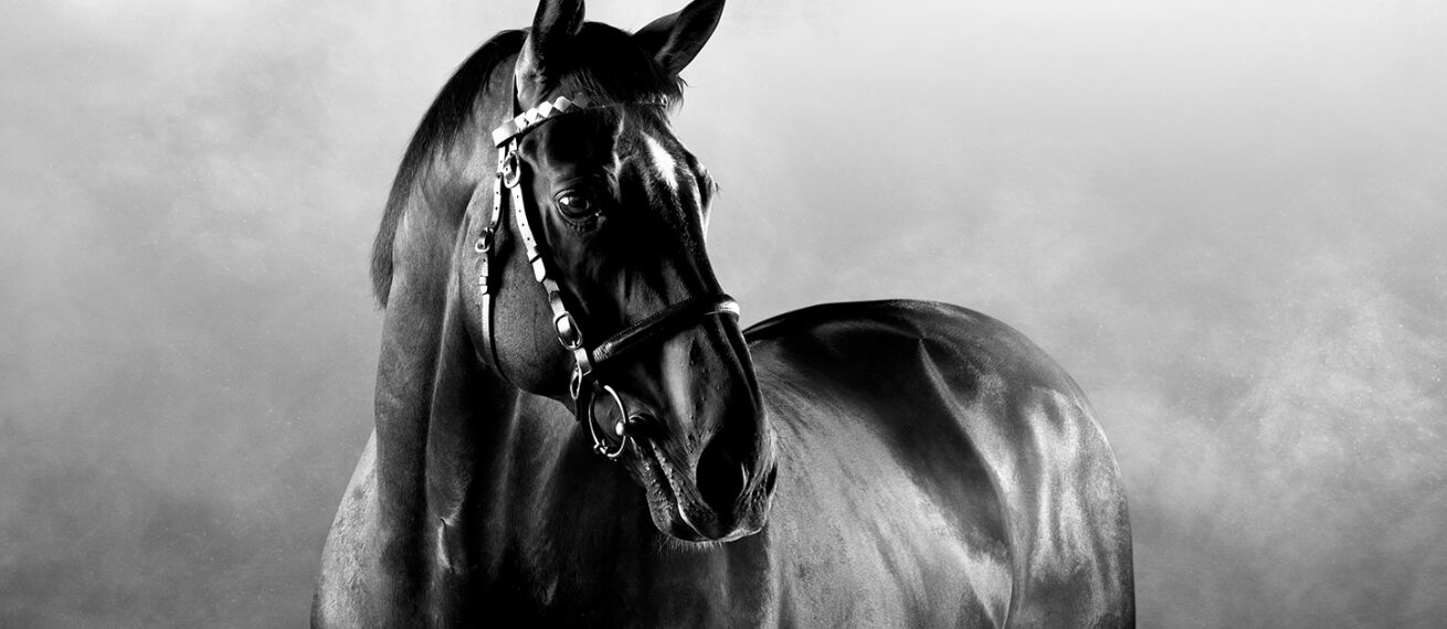 'There are no favorites here' - STANLEY'S POST postproduziert die 'GBR Horse PWR 25'-Kampagne für die Londoner Agentur BMB und den Kunden Great British Racing (GBR)