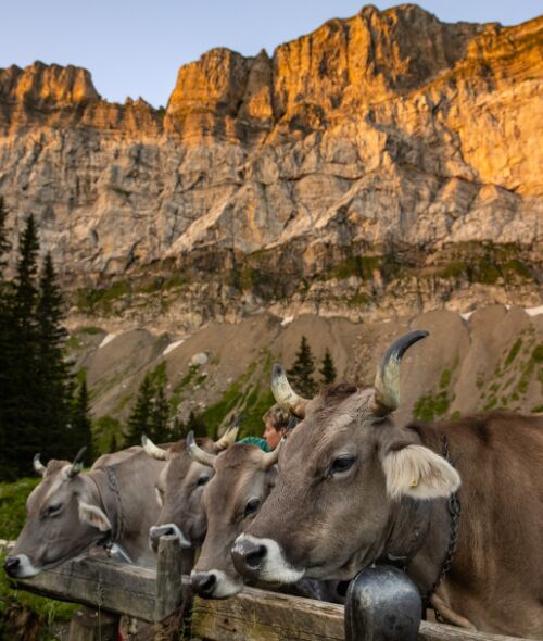 Swiss ZIGER CHEESE - the photographed reportage by Tina STURZENEGGER c/o VISUALEYES ARTISTS for you on gosee.news