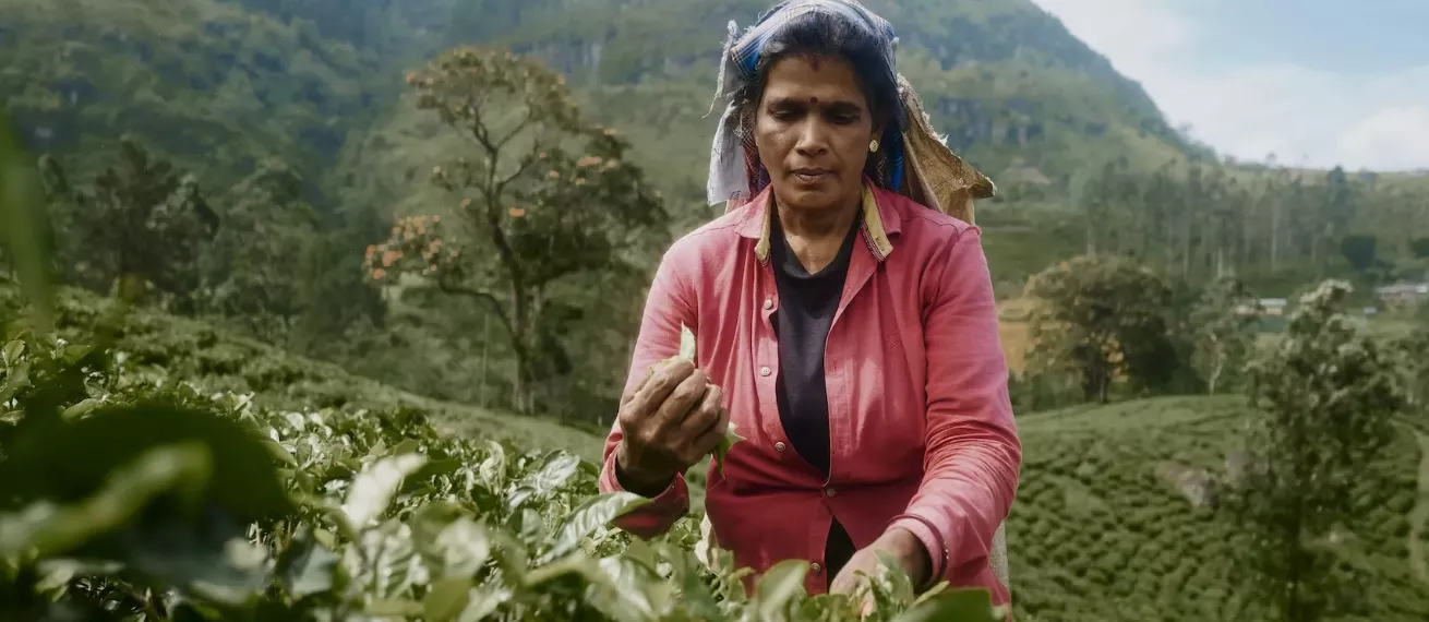 CEYLON TEA - Reportage & Kampagne von Lara FREIBURGER c/o NEUBAUERSCHWARZ, fotografiert in Sri Lanka