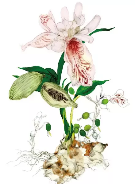 'Spices - A Sensual Journey Through History and Healing' - Florale Illustrationen von Lina Ekstrand c/o AGENT MOLLY & CO für das NetJets Bordmagazin