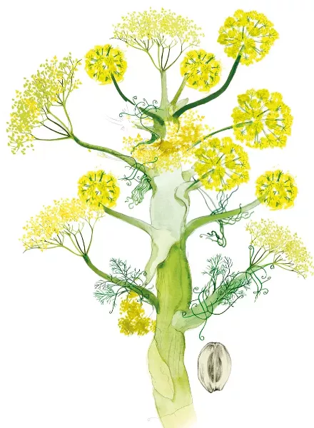 'Spices - A Sensual Journey Through History and Healing' - Florale Illustrationen von Lina Ekstrand c/o AGENT MOLLY & CO für das NetJets Bordmagazin
