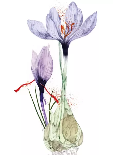 'Spices - A Sensual Journey Through History and Healing' - Florale Illustrationen von Lina Ekstrand c/o AGENT MOLLY & CO für das NetJets Bordmagazin