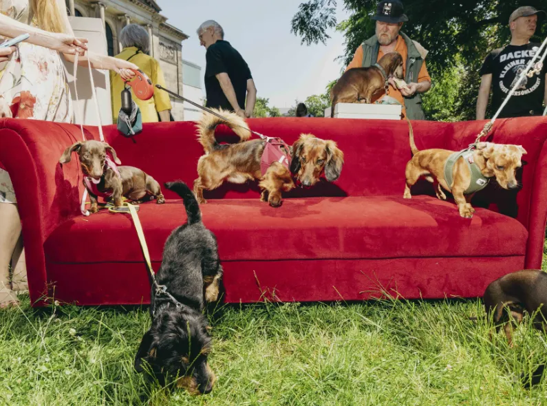 World Dachshund Day - Spiegel Magazine celebrates the world's most popular four-legged friend with photos by Alexandra Polina