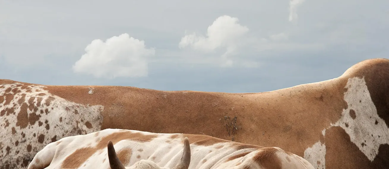 Hasselblad Masters 2026: Photography Between Reality and Imagination