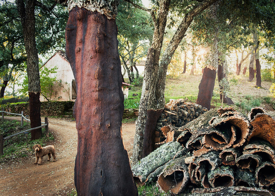 Welcome to the Finca Buenvino, hotel with culinary school, nestled in the Sierra de Aracena National Park near Seville – photos by <b>Jonathan STOKES c/o SONJA HEINTSCHEL</b>