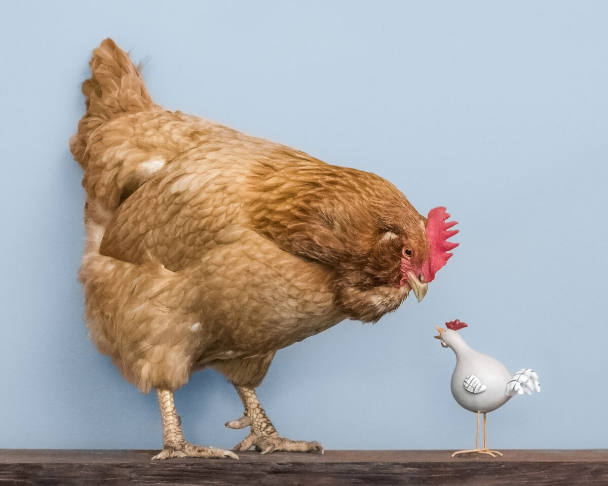GoSee loves : <b>Janet Holmes – Nest Rescued Chickens at Home</b> – appearing at KEHRER PUBLISHING
