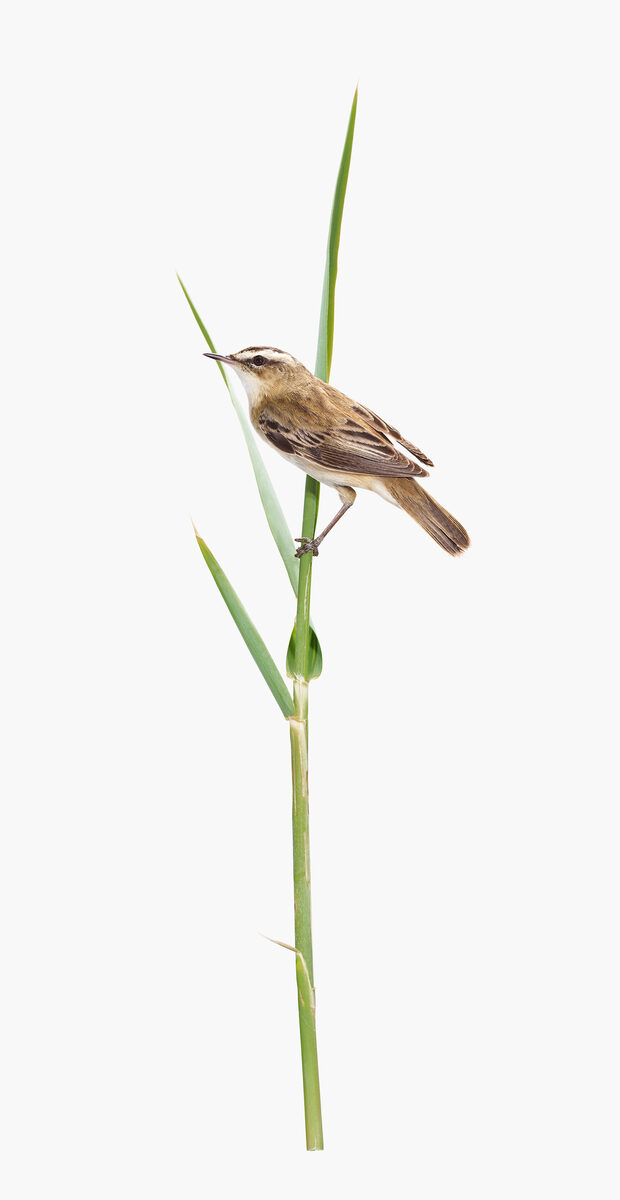 <b>GOSEE ART</b> : Photographer <b>Sanna Kannisto</b> presents her exhibition <b>‘Sense of Wonder’</b> through 13 September at the Finnish Museum of Photography and the book <b>‘Observing Eye’</b> now at hatjecantz.de