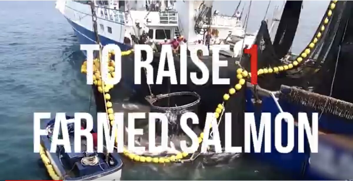 ‘M&amp;S – come clean about the damage caused by your farmed salmon’ – <b>ECO HUSTLER magazine and OCEAN ACTIVISTs</b> confront global player <b>MARKS &amp; SPENCER</b> with the misery of their salmon farms – call for change now !