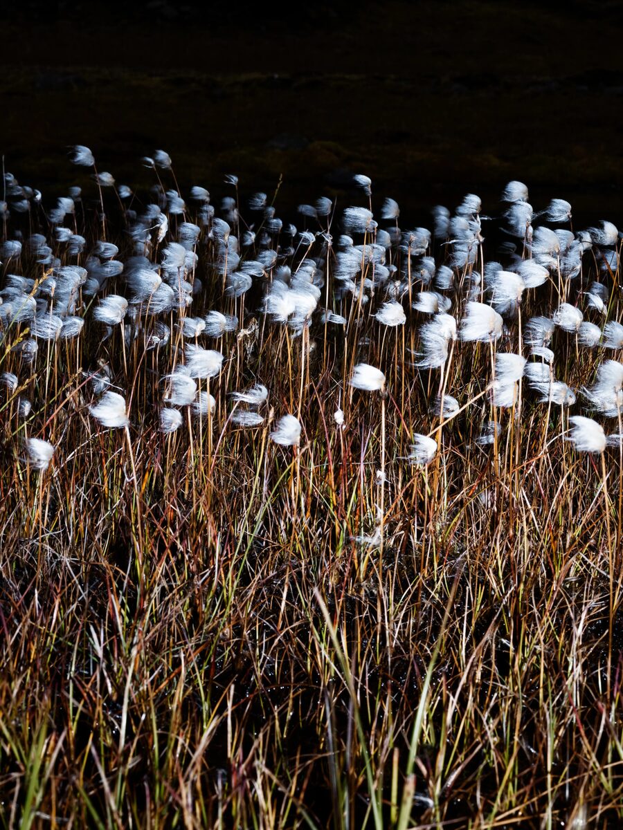 Exploring the Edge of Reality: Anne-Sophie Soudoplatoff’s Collaboration with SALOMON in Iceland