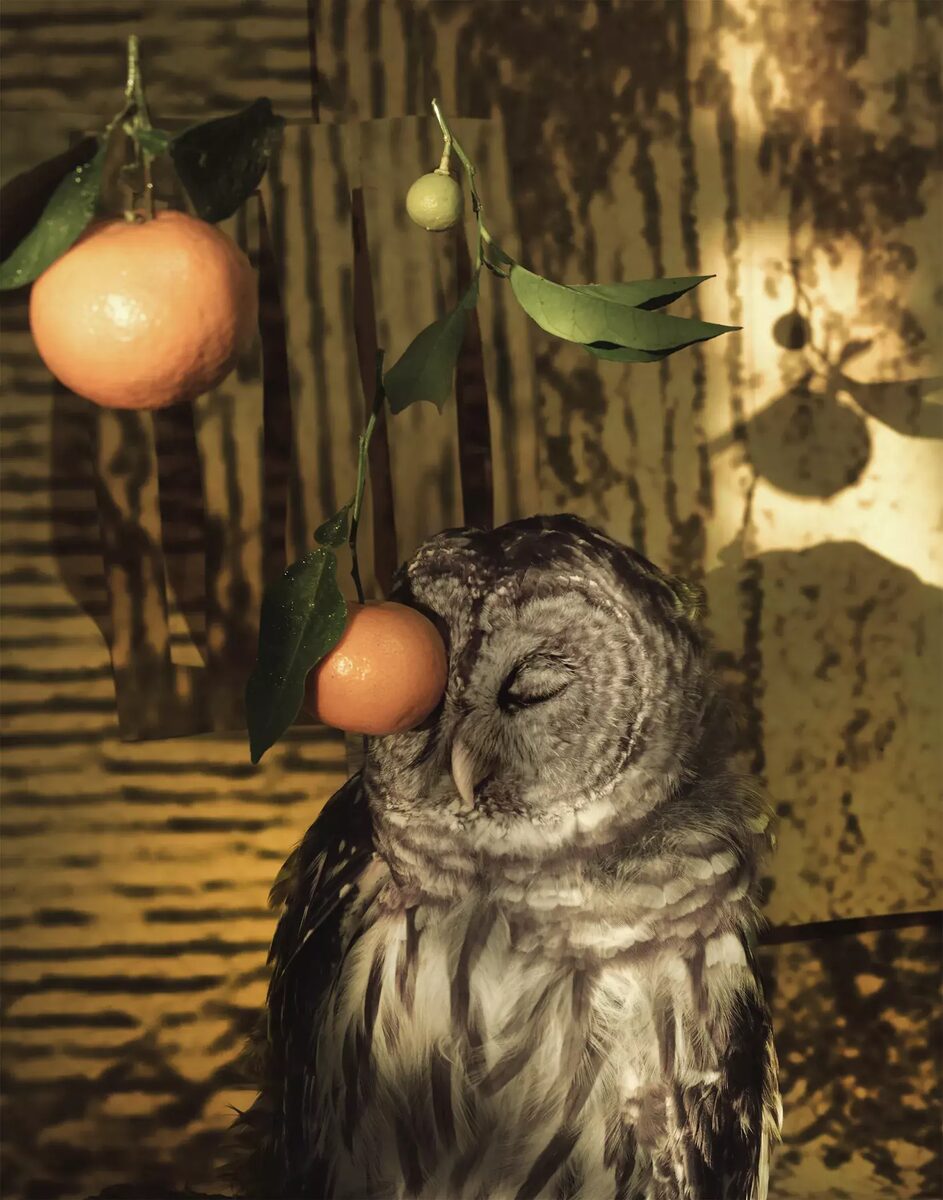 Birds, flight and resistance:<b> Sheida Soleimani</b> presents her solo exhibition '<b>Panjereh</b>' at the <b>International Center of Photography, New York</b>