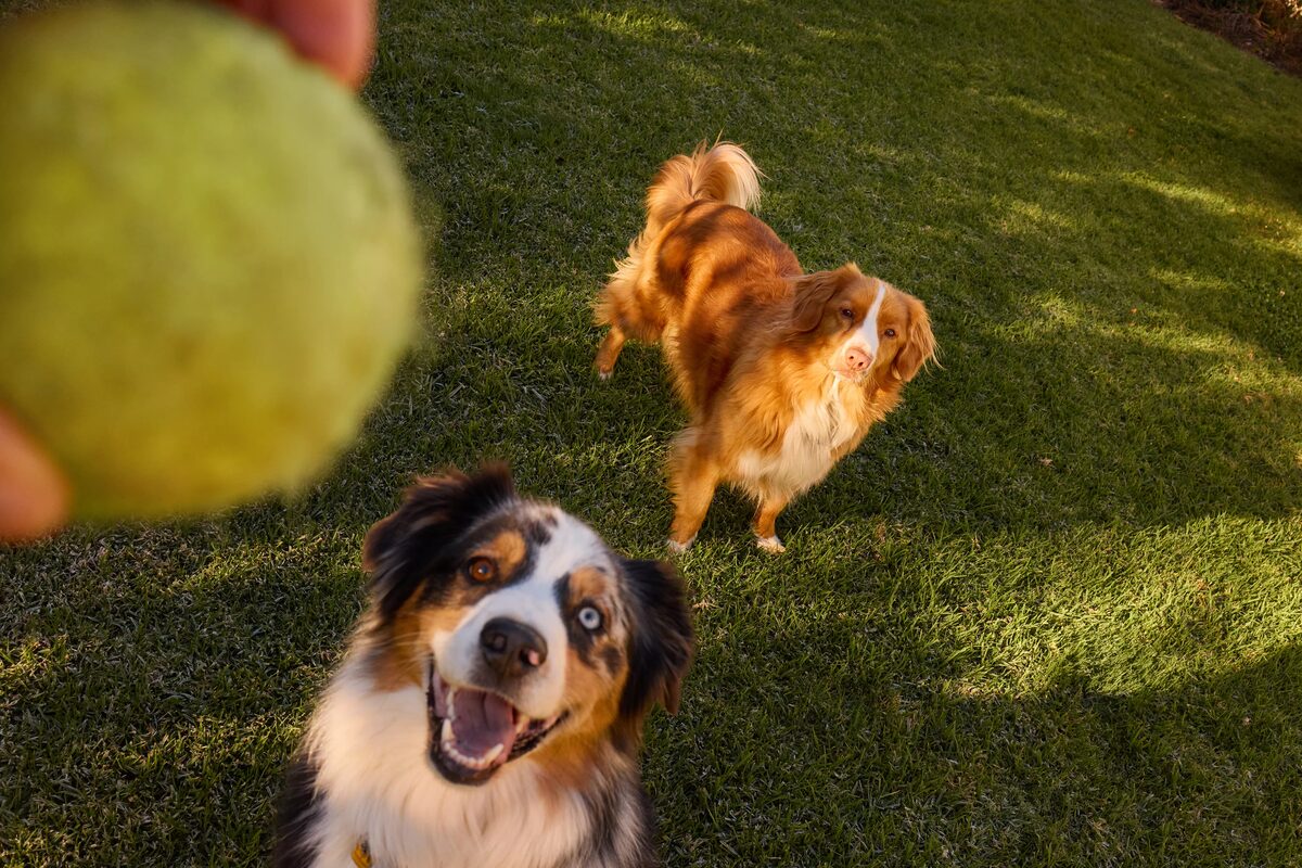 Dogs, Owners &amp; Lots of Charm – <b>Alexandrena PARKER c/o EMEIS DEUBEL </b>Shoots for <b>Simparica</b>