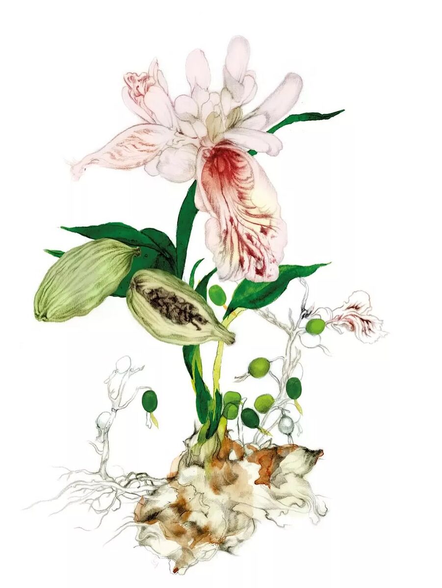 'Spices - A Sensual Journey Through History and Healing' -&nbsp;<b>Floral Illustrations</b> by&nbsp;<b>Lina Ekstrand c/o AGENT MOLLY &amp; CO</b>&nbsp;&nbsp;for<b> NetJets’ Onboard Magazine</b>&nbsp;&nbsp;