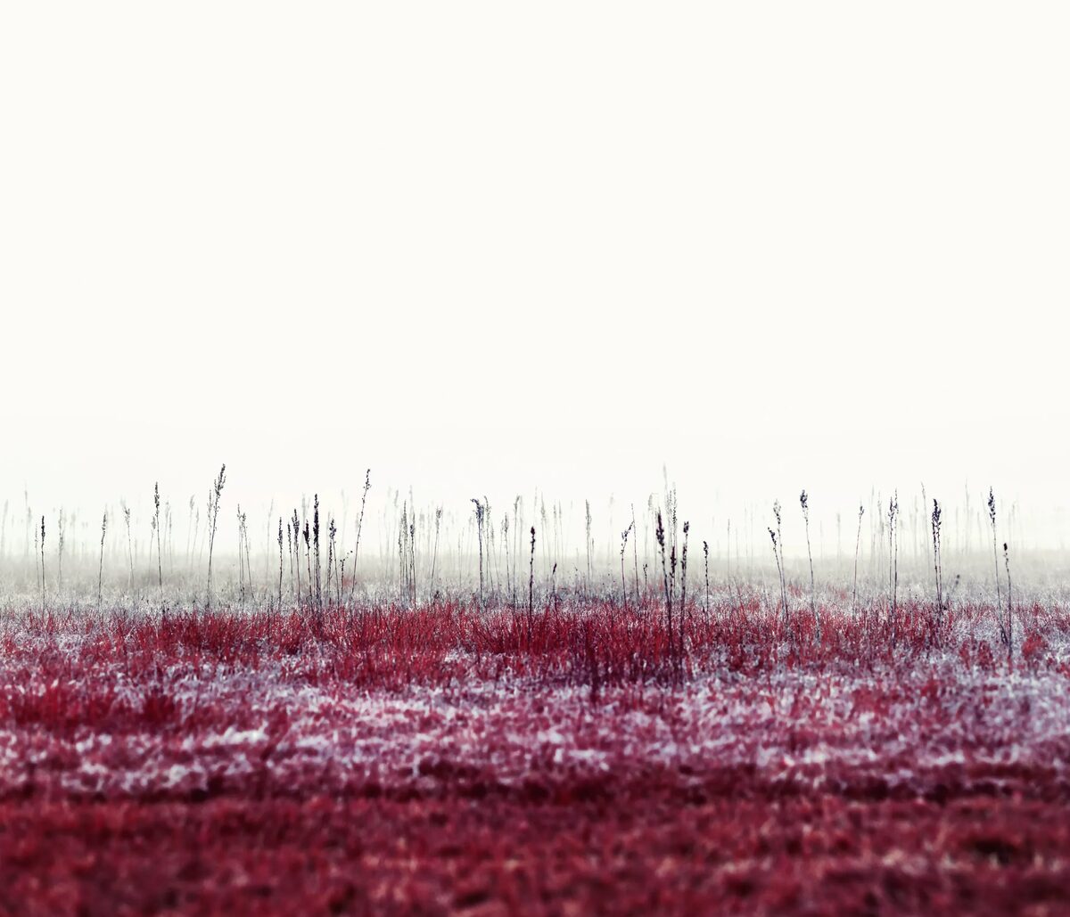 ‘Modernising Nature’ by Zak van Biljon pushes the color spectrum of landscape photography