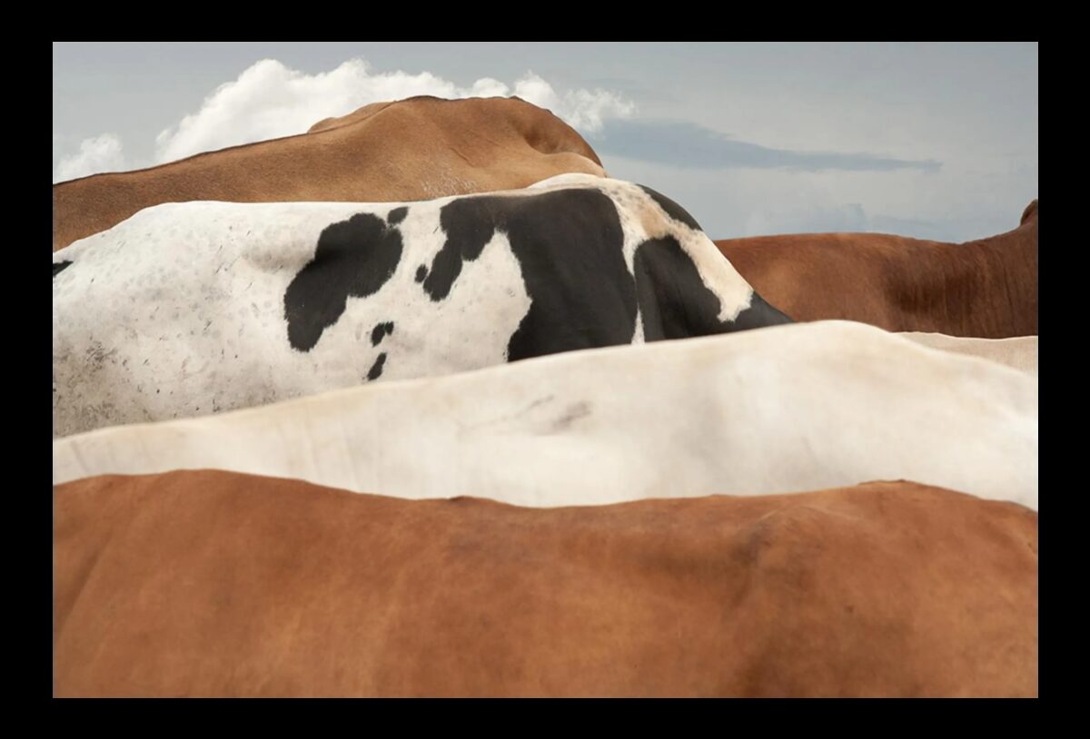 Hasselblad Masters 2026: Photography Between Reality and Imagination