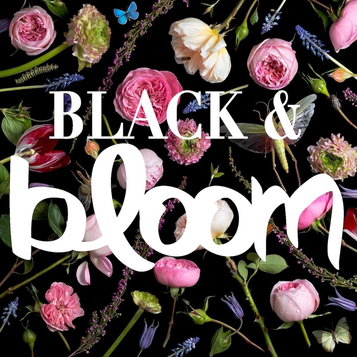 FlowerPower. <b>Paulette Tavormina</b> presents her series Black & Bloom and Botanicals at Robert Klein Gallery as well as Ars Libri in Boston until 28 March
