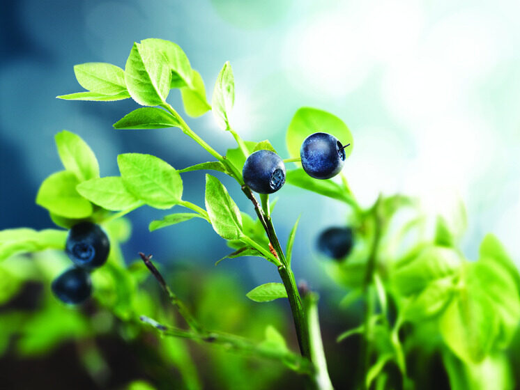 JU LUMENE berry images by prop stylist Anton THORSSON and photographer Roland PERSSON