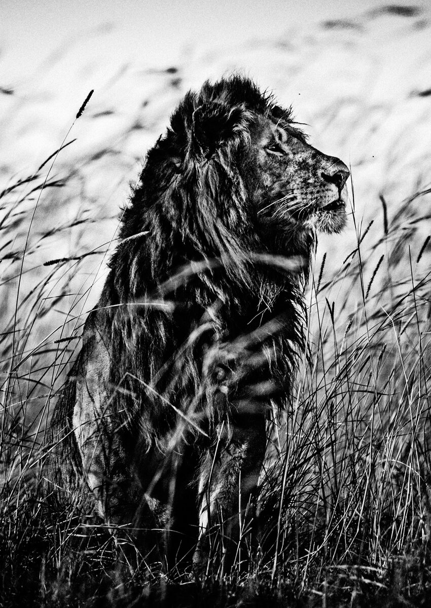 <b>The Family Album of Wild Africa</b> by Laurent Baheux, published by teNeues and YellowKorner; we have the first motifs on GoSee
