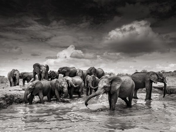<b>Immagis Fine Art</b> presents 'Elephants in Heaven' by Joachim Schmeisser, who documents the daily struggle of orphaned elephant children against poachers – an exhibition with platinum palladium prints &amp; illustrated book at teNeues