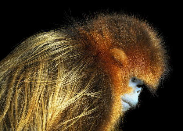 <b>Erlebniswelt Fotografie Zingst</b> and the magazine STERN present 'Tim Flach: In Danger – A Portrait of Endangered Animals', Opening 26 May with the photographer present