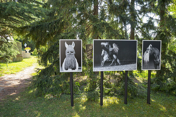 edition-lammerhuber