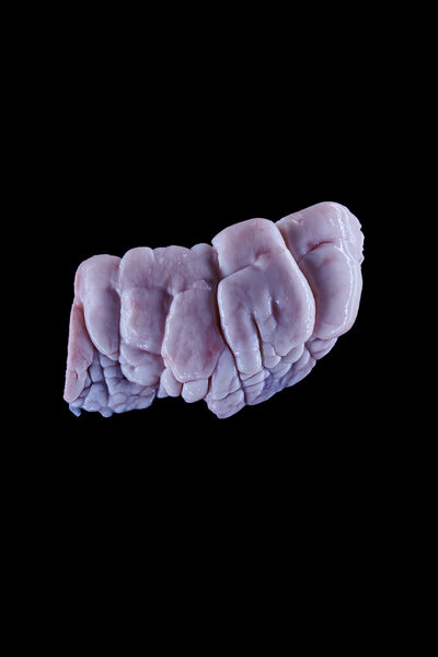 hauser-fotografen