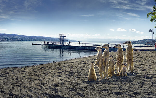 The ZURICH ZOO is carefully opening its doors on 6 June, 2020 – the zoo campaign for main sponsor ZÜRCHER KANTONALBANK was photographed by <b>PLAY</b>
