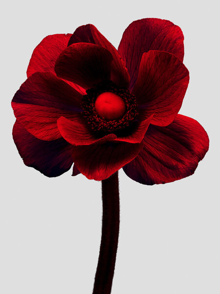 <b>Rouge Anemone</b> - a personal project by <b>Sam HOFMAN c/o&nbsp;MAKING PICTURES</b>