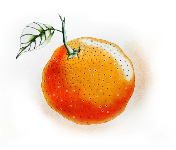 illustration