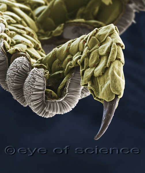 eyeofscience