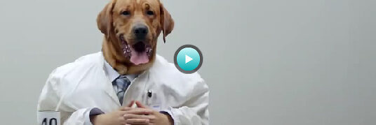 <b>DBC Driven by Creatives</b> : dogs in lab coats for TERRA CANIS dog food and Die Werberocker plus a beauty commercial for client ERISAN skincare