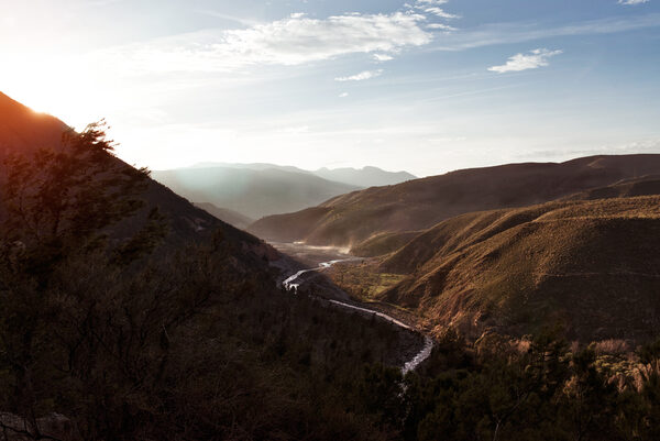 timadler
