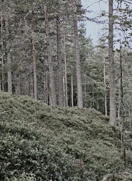 sonjaheintschel